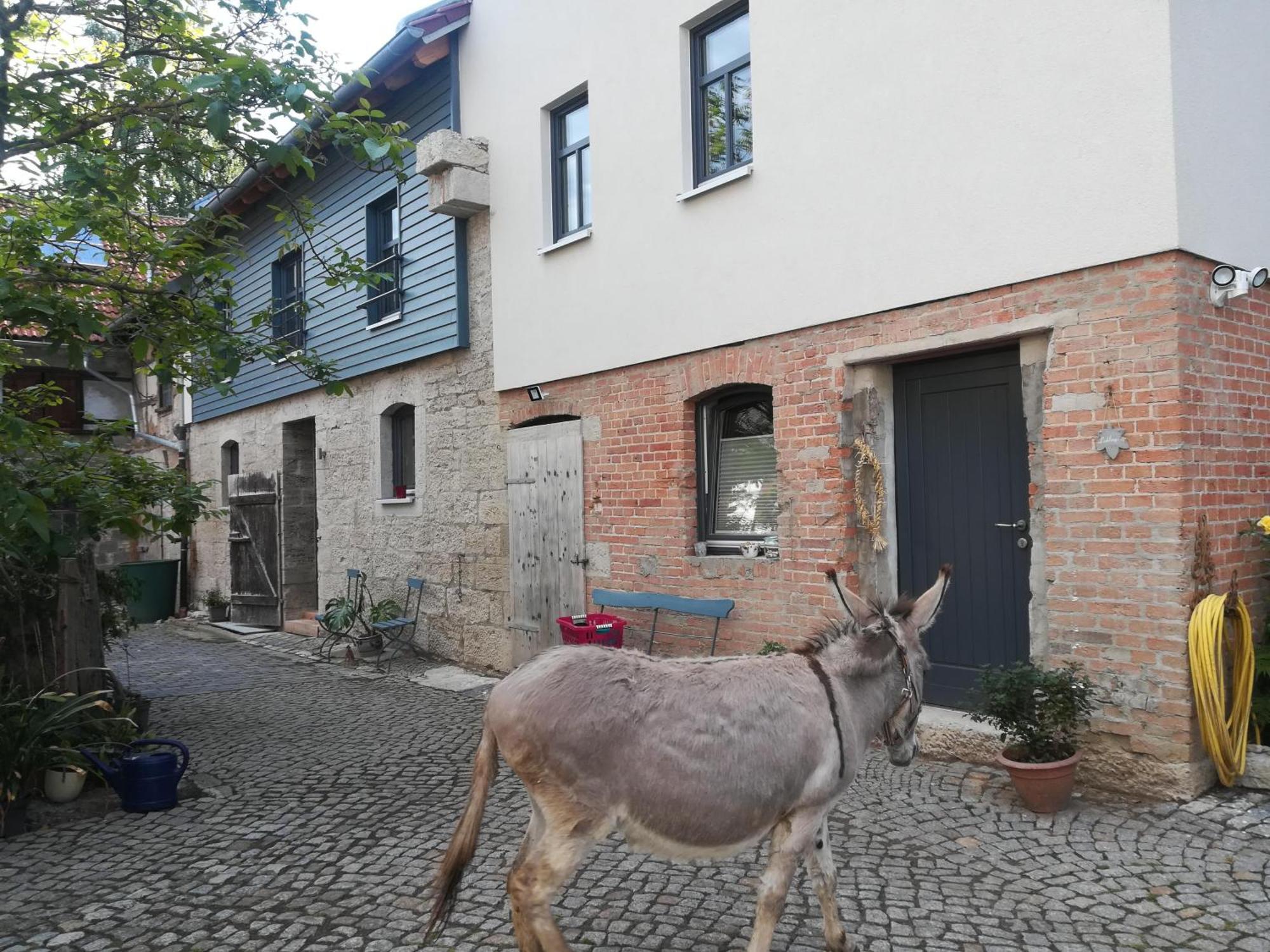 FerienhofWaldEsel Rippersroda Exterior foto